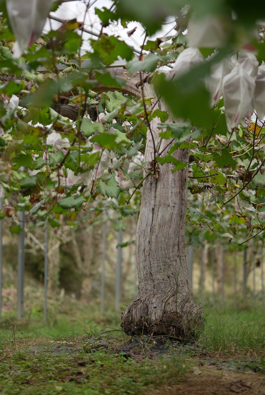 きよとうファーム | シャインマスカット、桃、梨