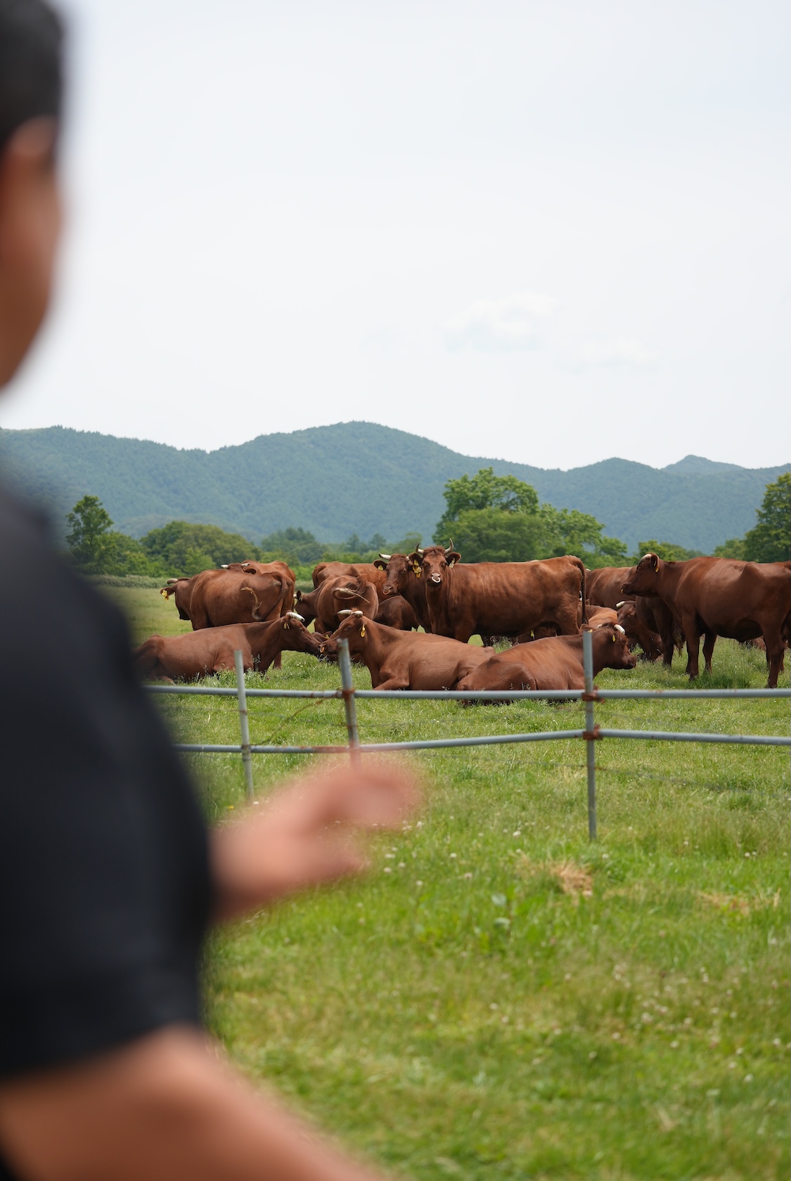 かづの牛 | 和牛