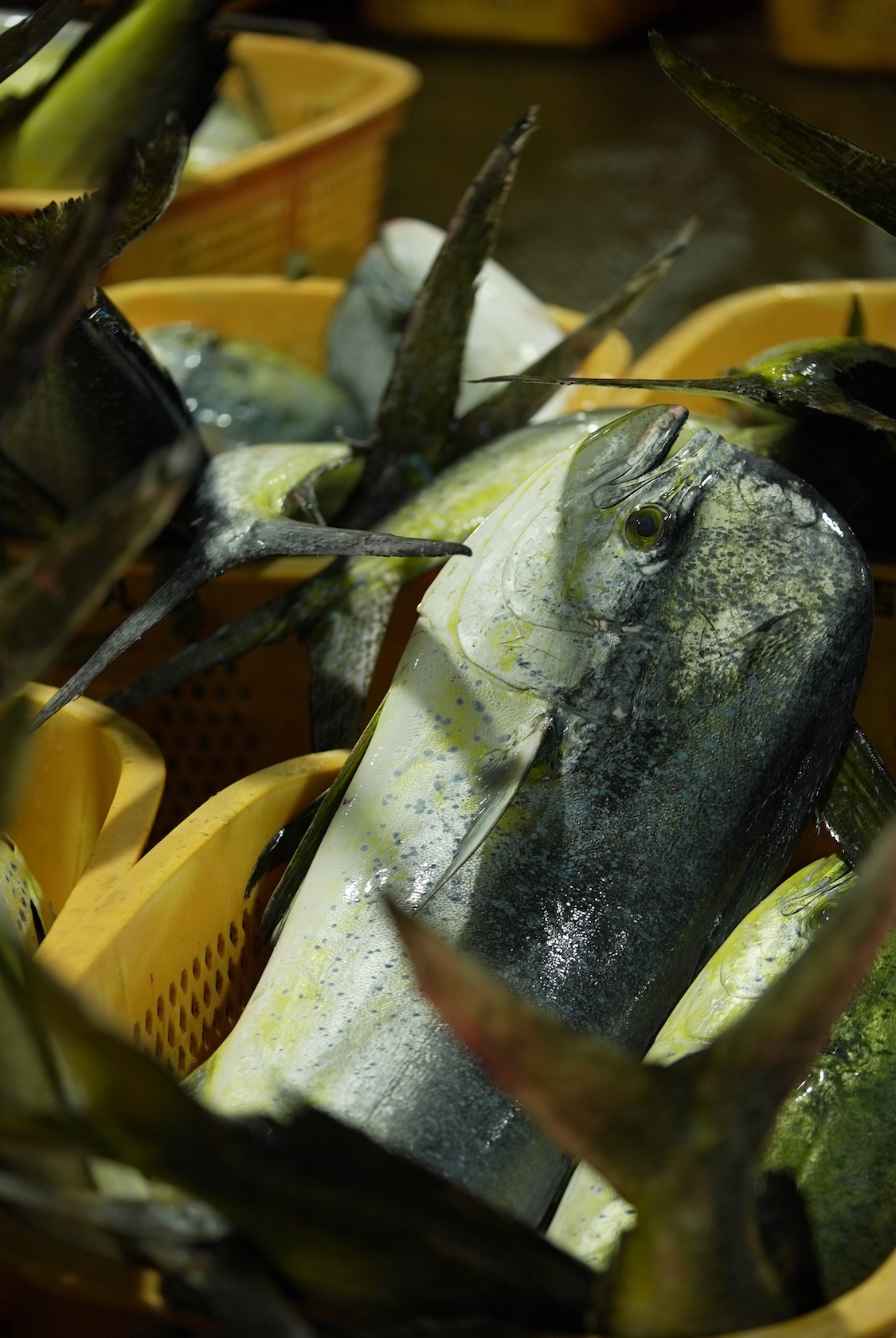 孫七・川田水産 | ズワイガニ