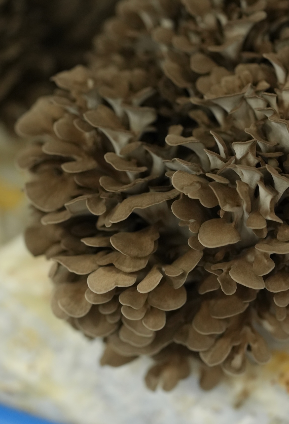 藤里町まいたけセンター | 白神まいたけ