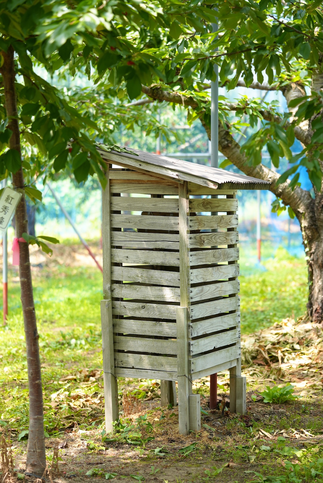 菅忠一郎さん | さくらんぼ