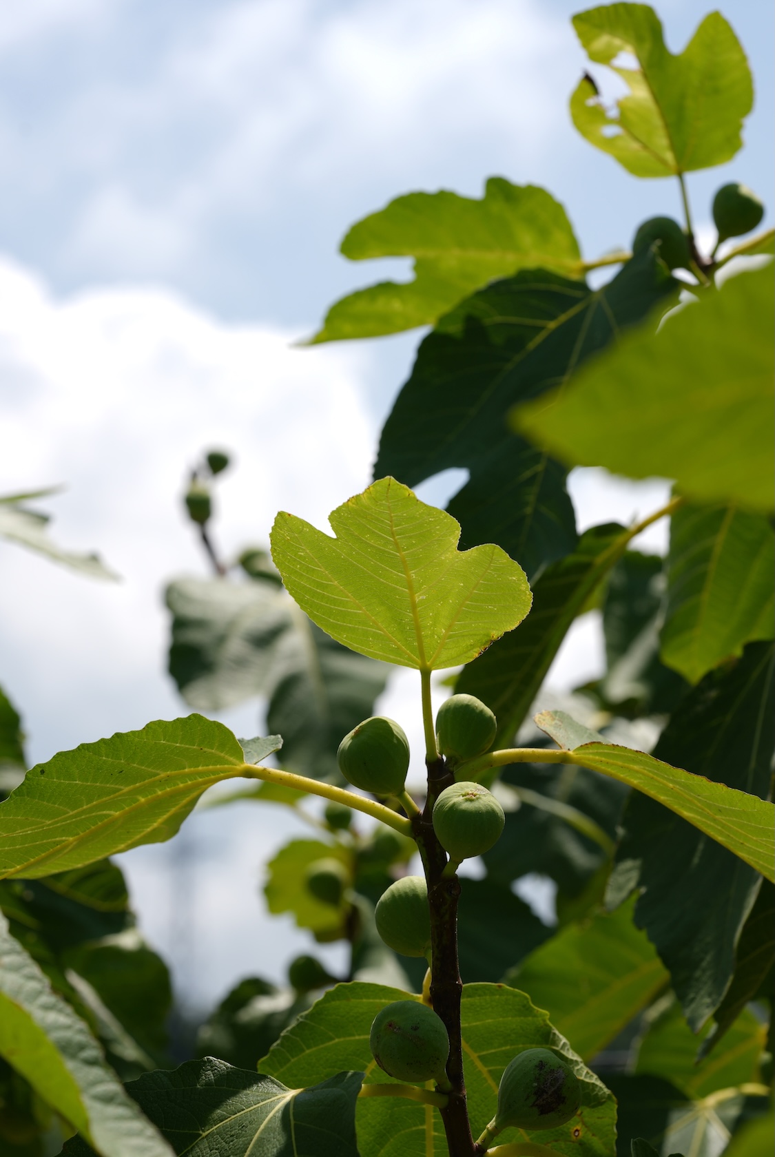 伊藤農園 | イチジク
