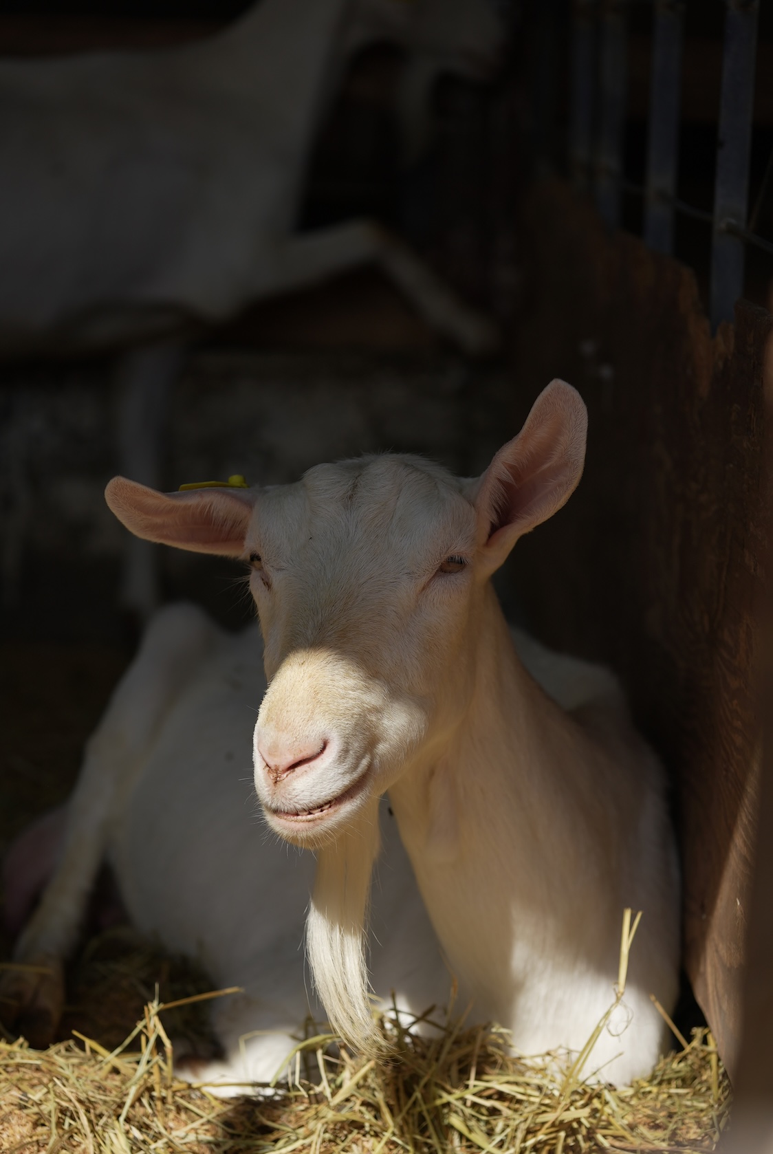 吉田興産Y &Co | ヤギチーズ