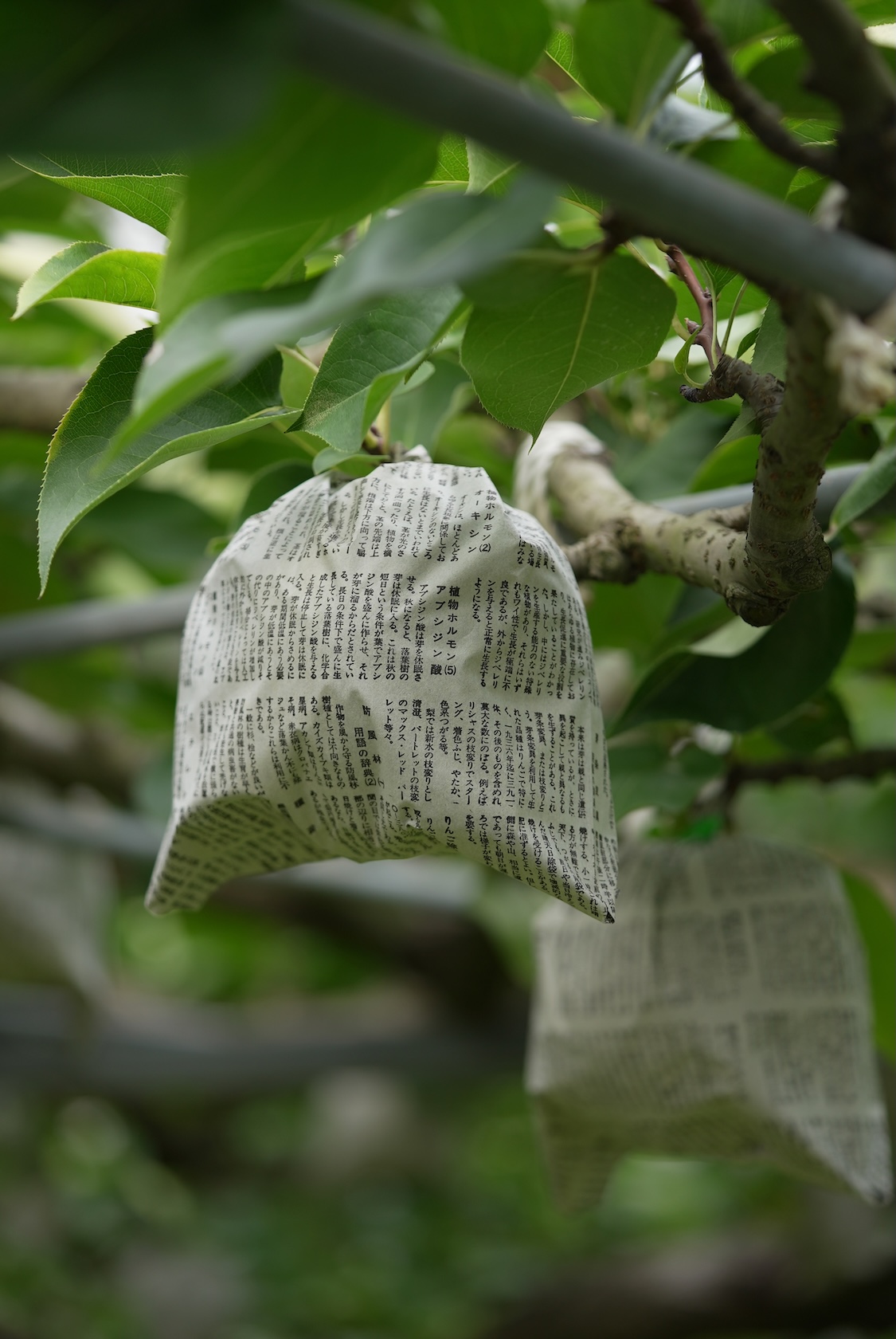 きよとうファーム | シャインマスカット、桃、梨