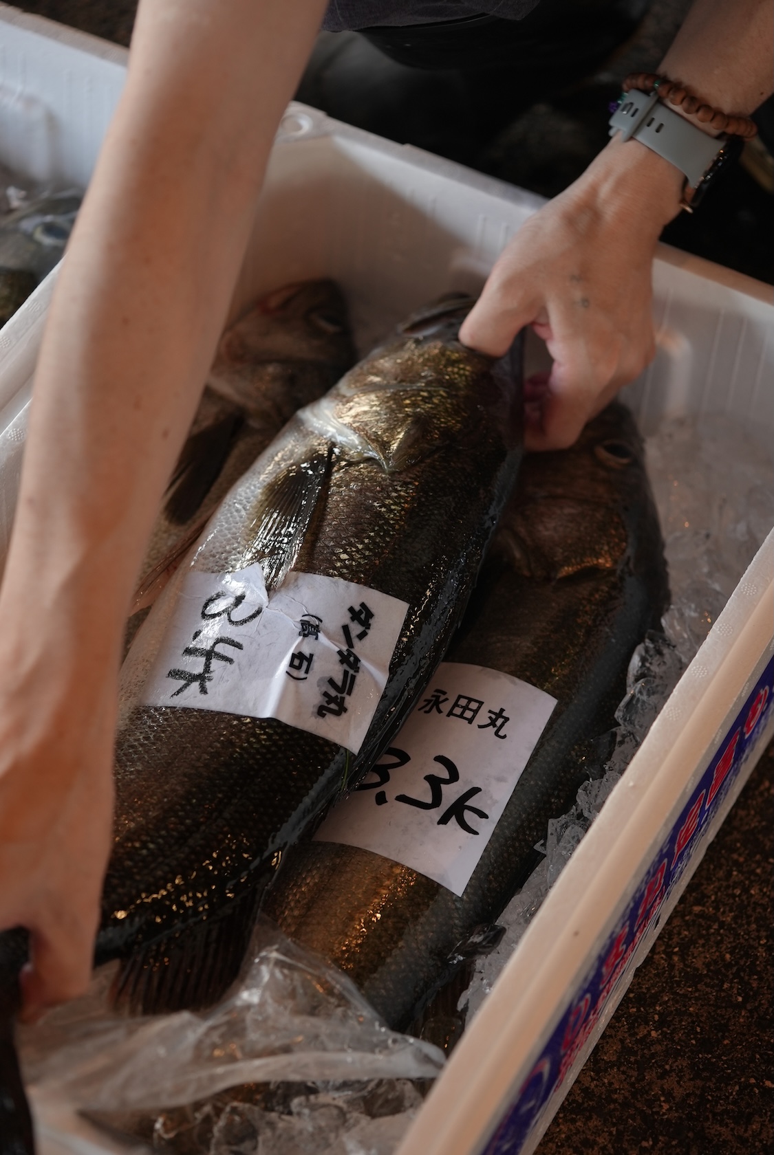 島根県松江市場 | 宍道湖 鱸