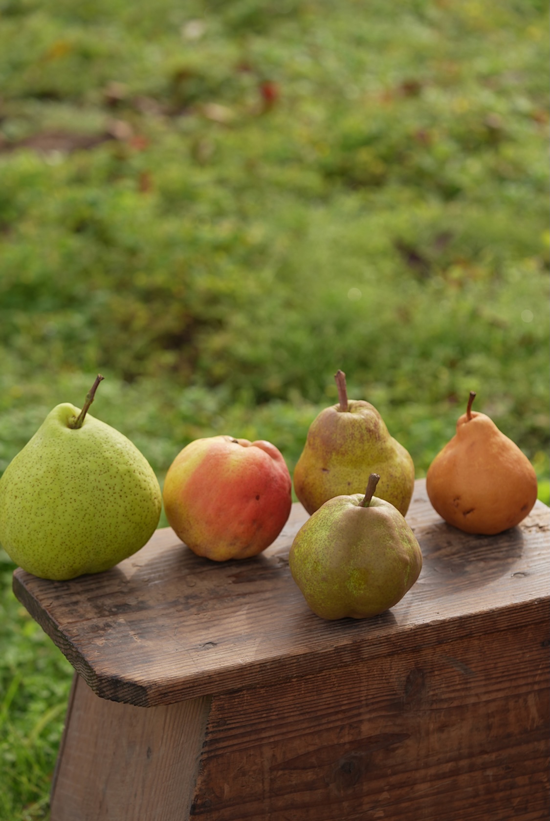 濃厚フルーツおざま農園 | さくらんぼ・洋梨・ジュース