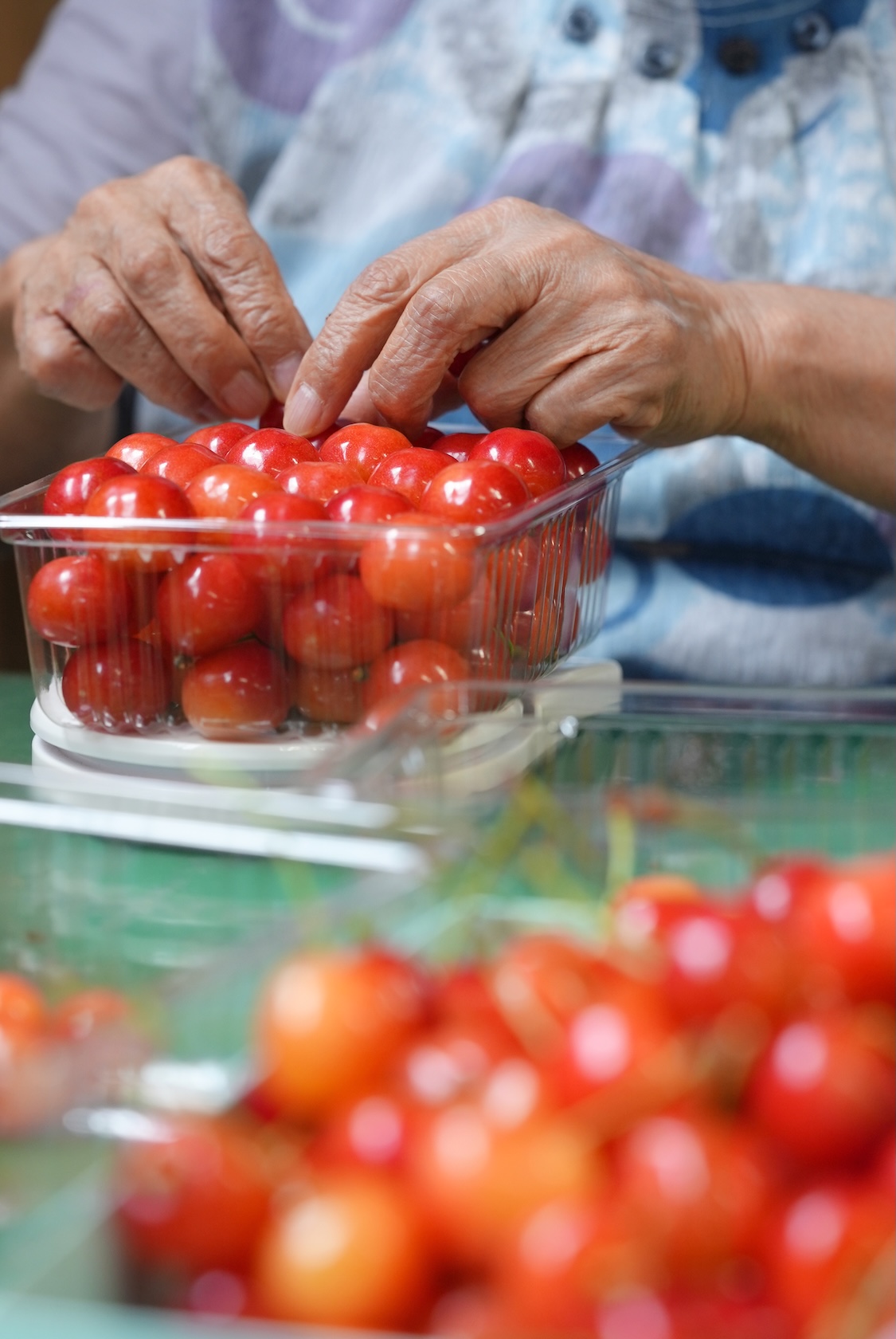菅忠一郎さん | さくらんぼ