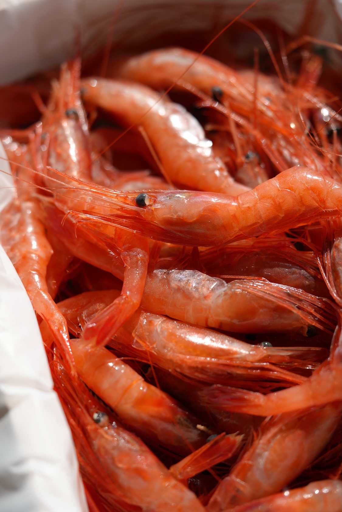 蛯名漁業部 | 甘エビ