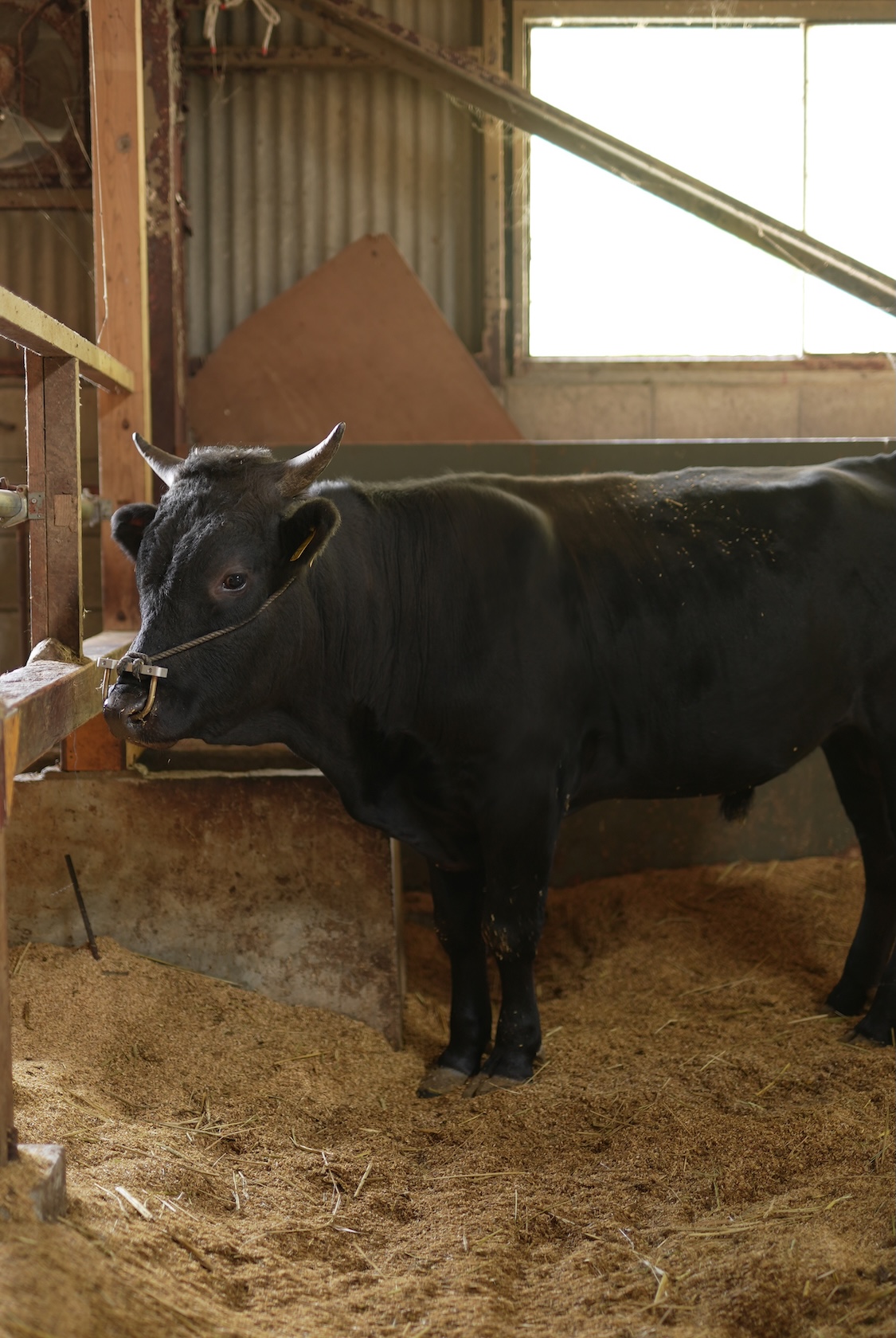 いろりカンパニー | 竹の谷蔓牛