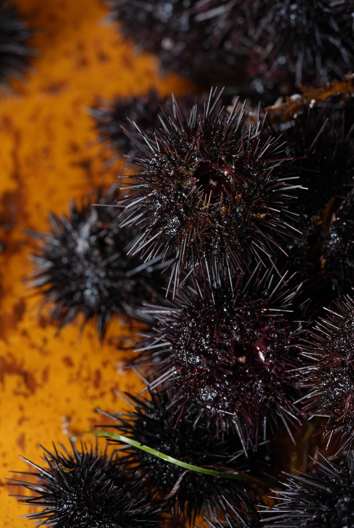 株式会社膳 | 雲丹、アワビ