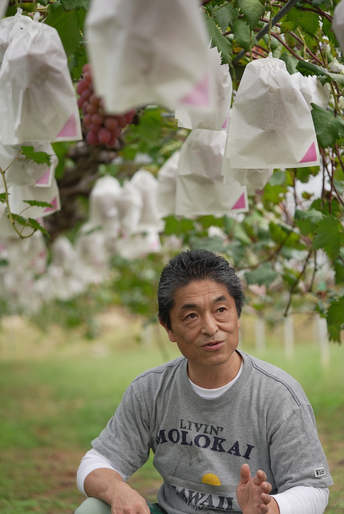 きよとうファーム | シャインマスカット、桃、梨