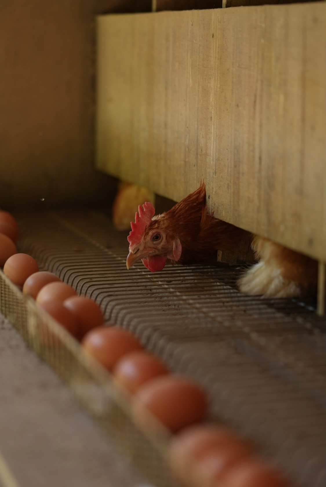 土遊野 | 米・卵・鶏肉