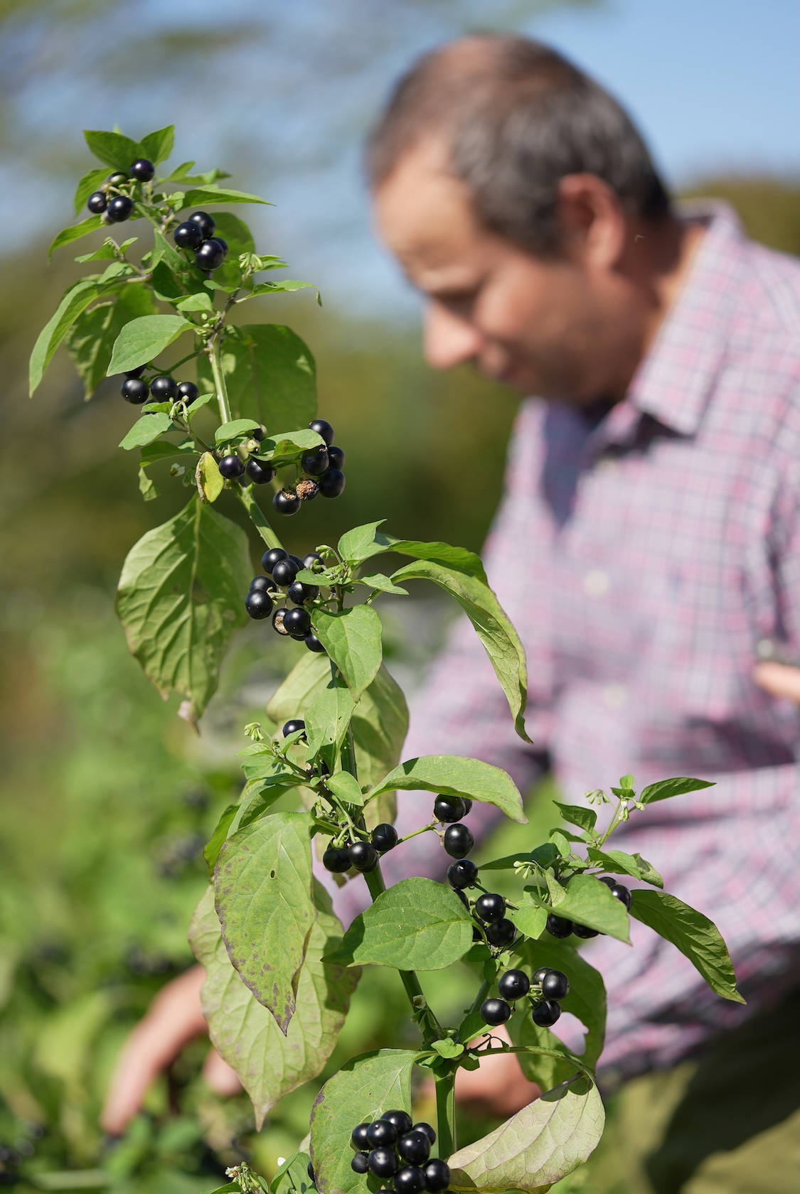 GGファーム | 野菜