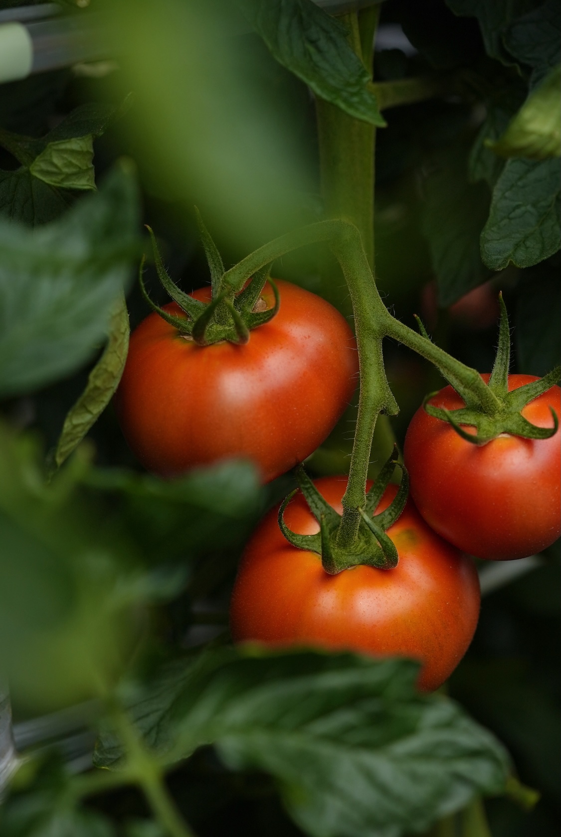 ファーマーズマーケット フレッシュグリーン | 重兵衛トマト