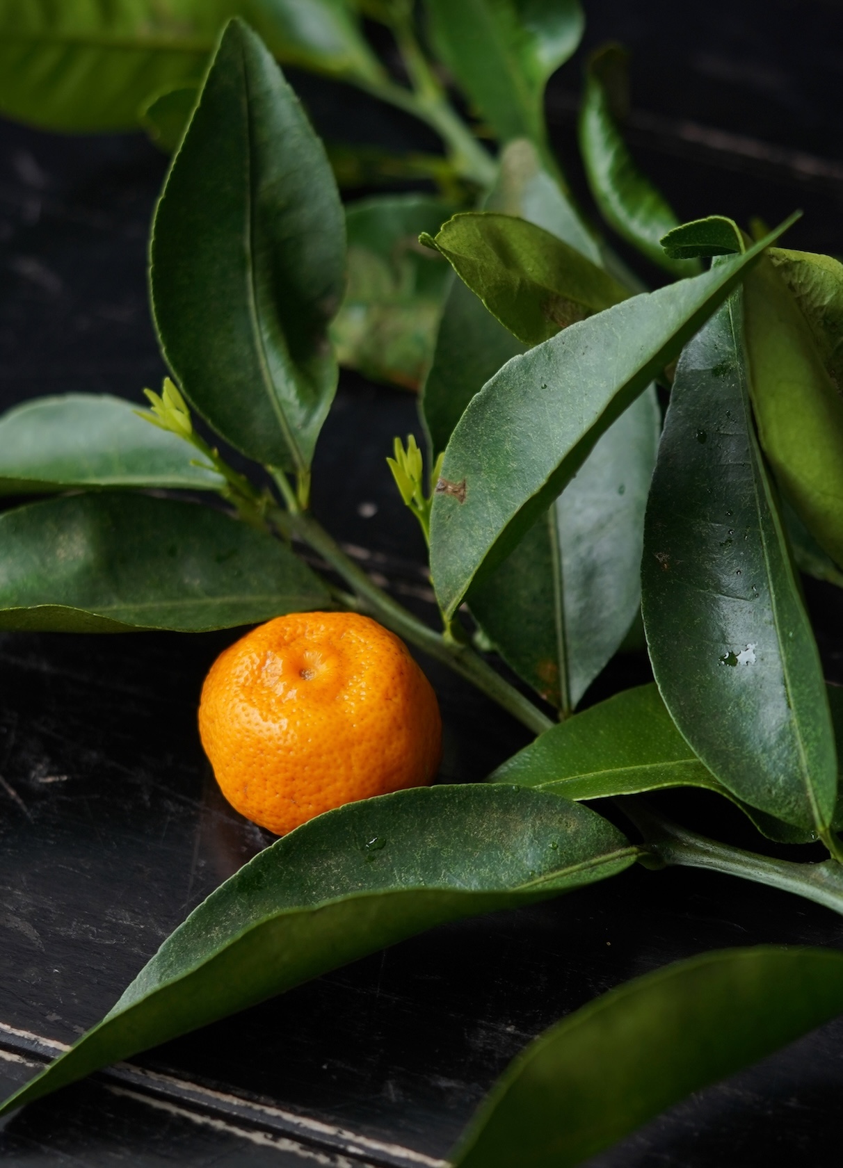 橘(たちばな)の里 | 大和(やまと)橘