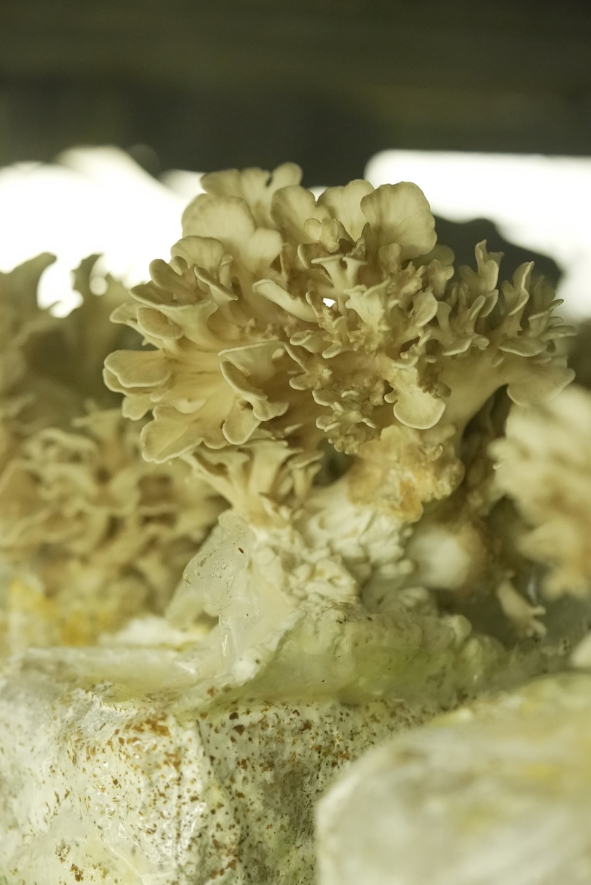 最上まいたけ | とび色舞茸