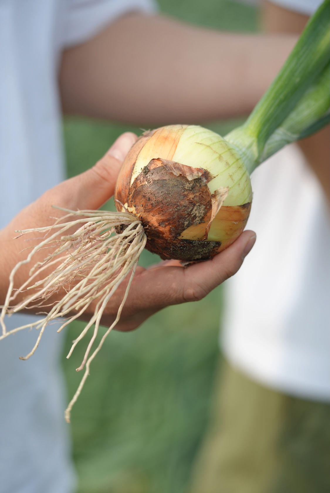 つちから農場 | 玉ねぎ