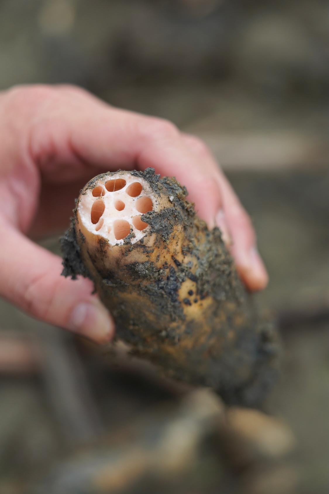 ココロネFARM | 飛鳥蓮根