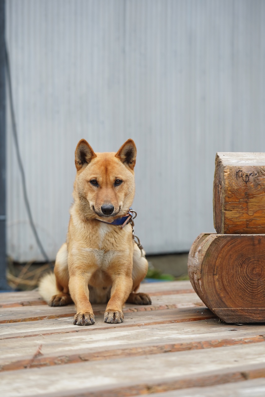 苗⽬ファーマーズスタンド | ハーブ