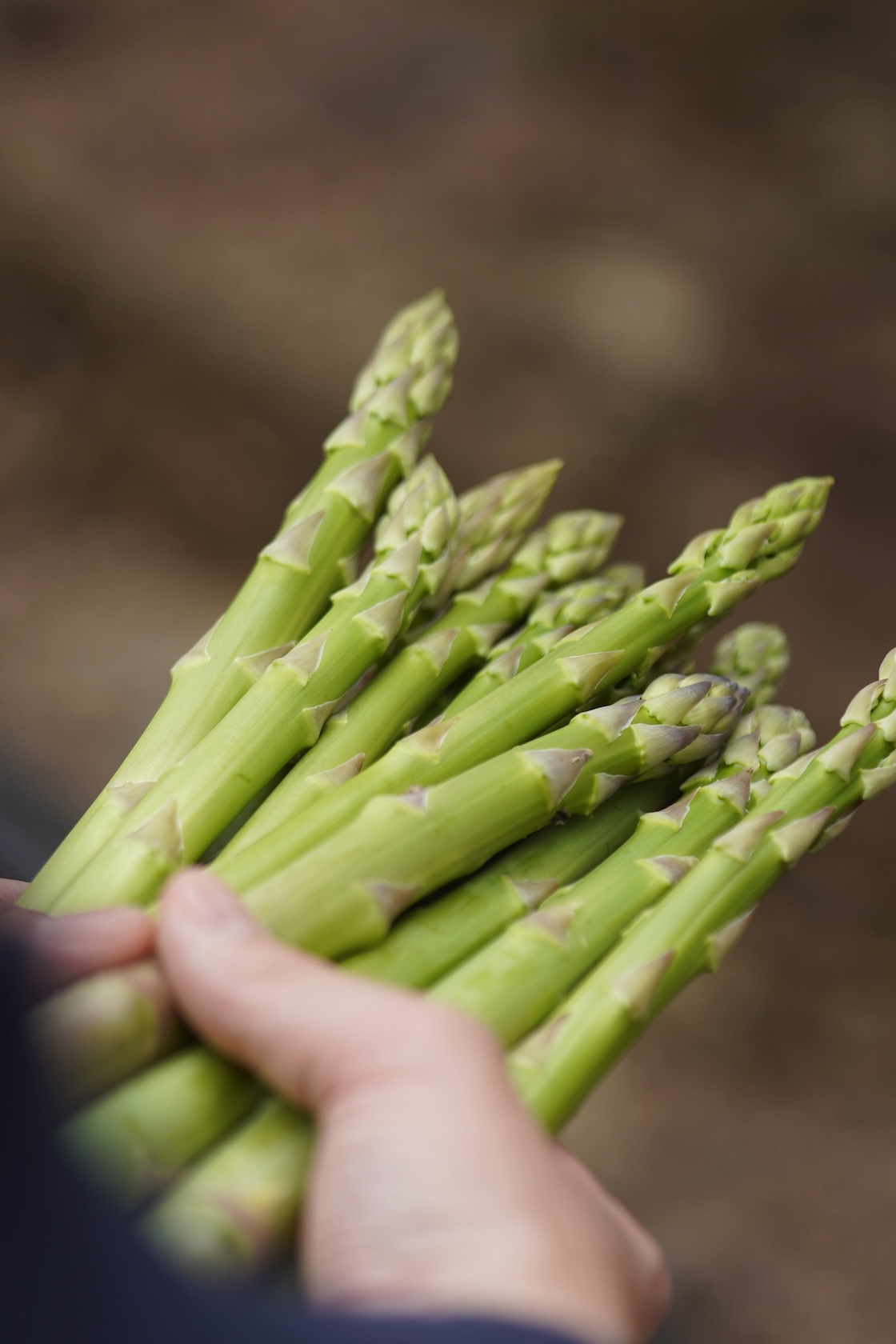 橿原市グリーンアスパラガス | アスパラガス