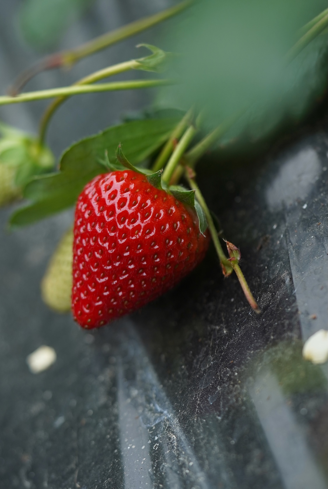 中井農園 | 古都華(ことか)