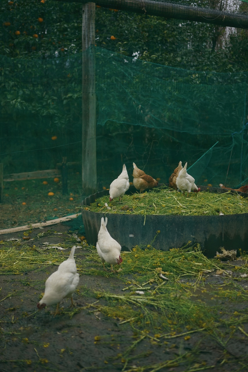 苗⽬ファーマーズスタンド | ハーブ