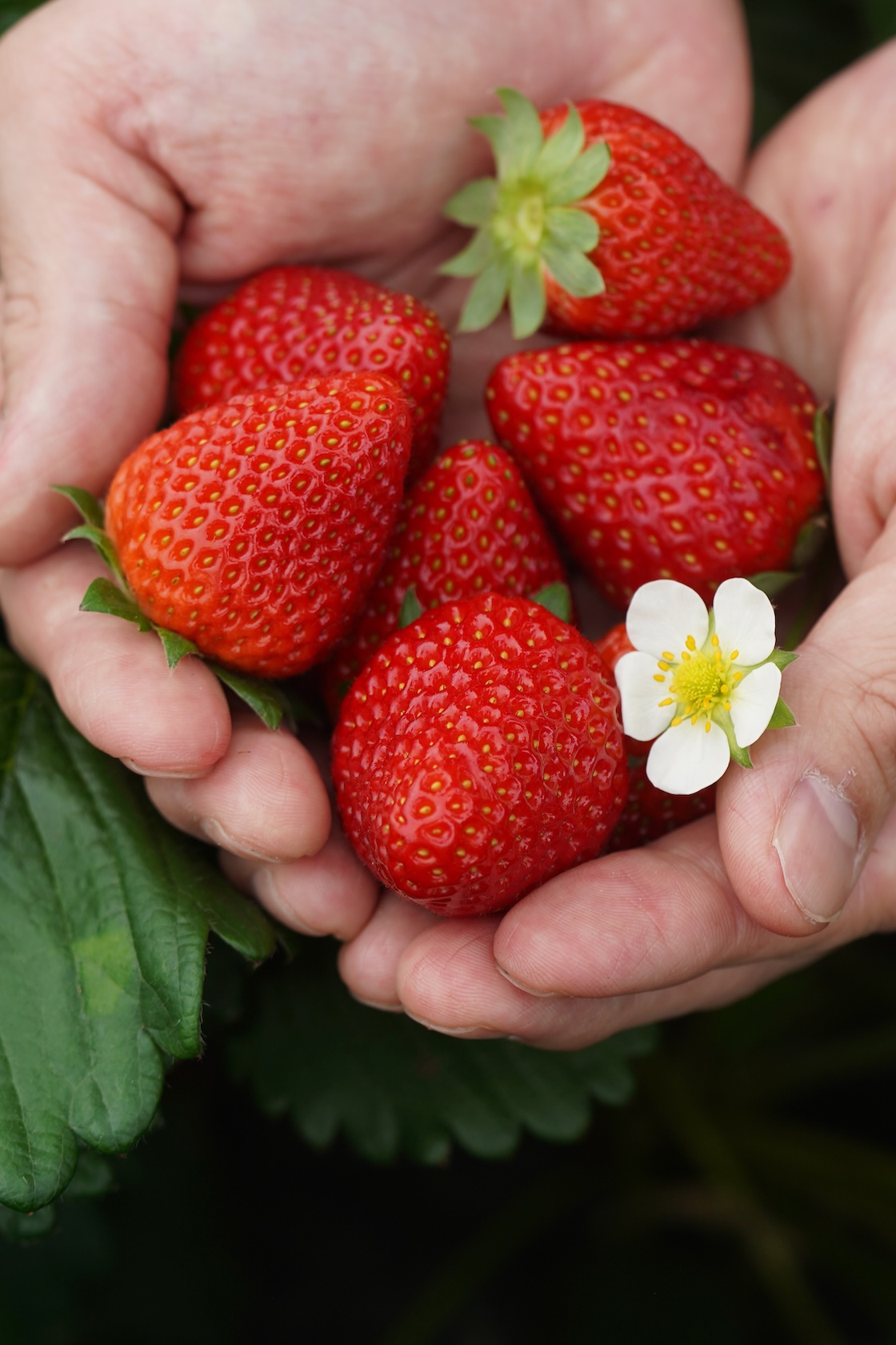 中井農園 | 古都華(ことか)