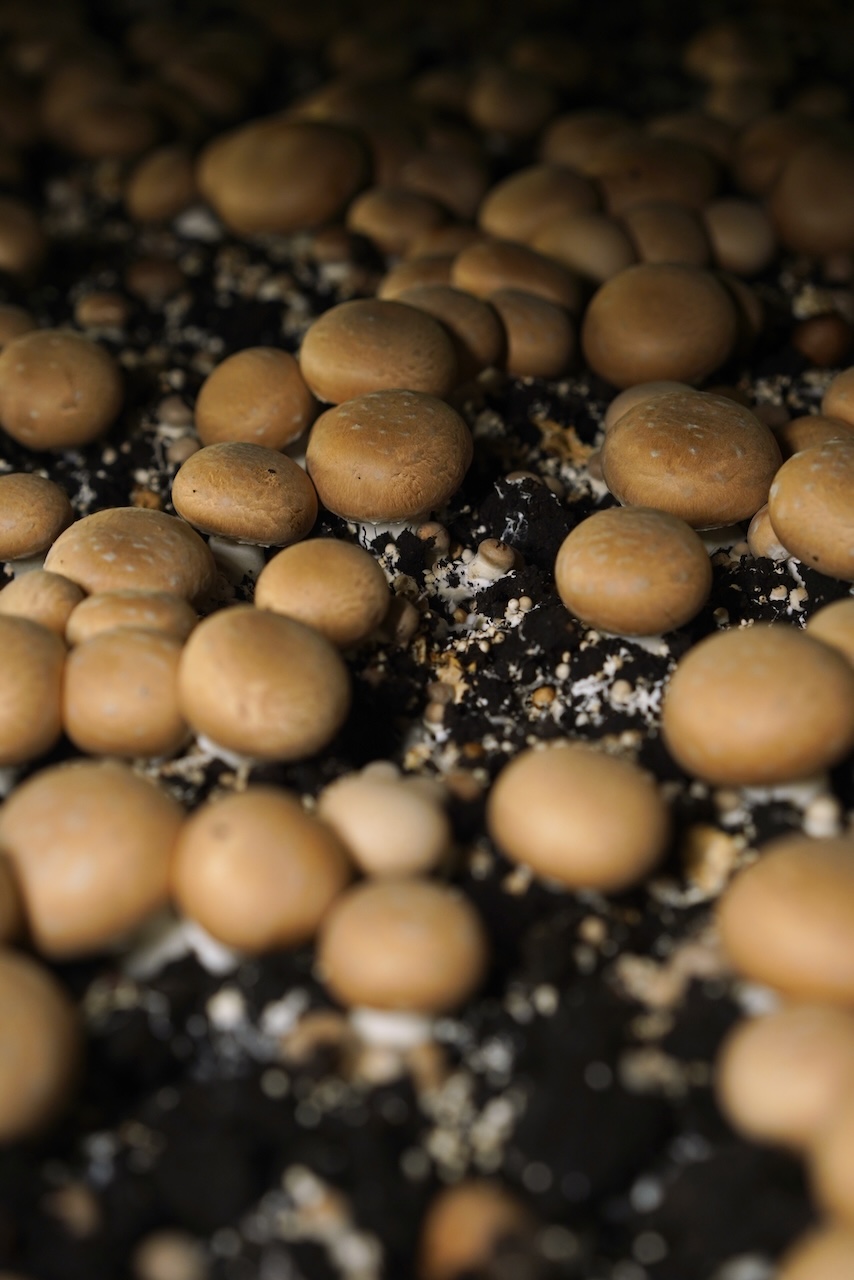 芳源マッシュルーム | ギガマッシュルーム