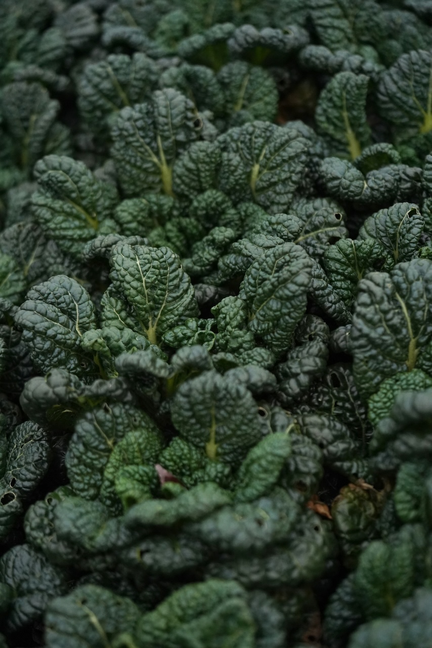 エコファーム・アサノ | ⻄洋野菜