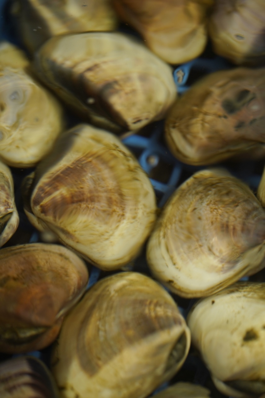 丸⼤⽔産 | ⾦⽬鯛・蛤・伊勢海⽼