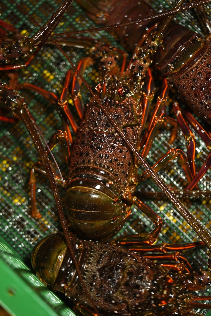 丸⼤⽔産 | ⾦⽬鯛・蛤・伊勢海⽼