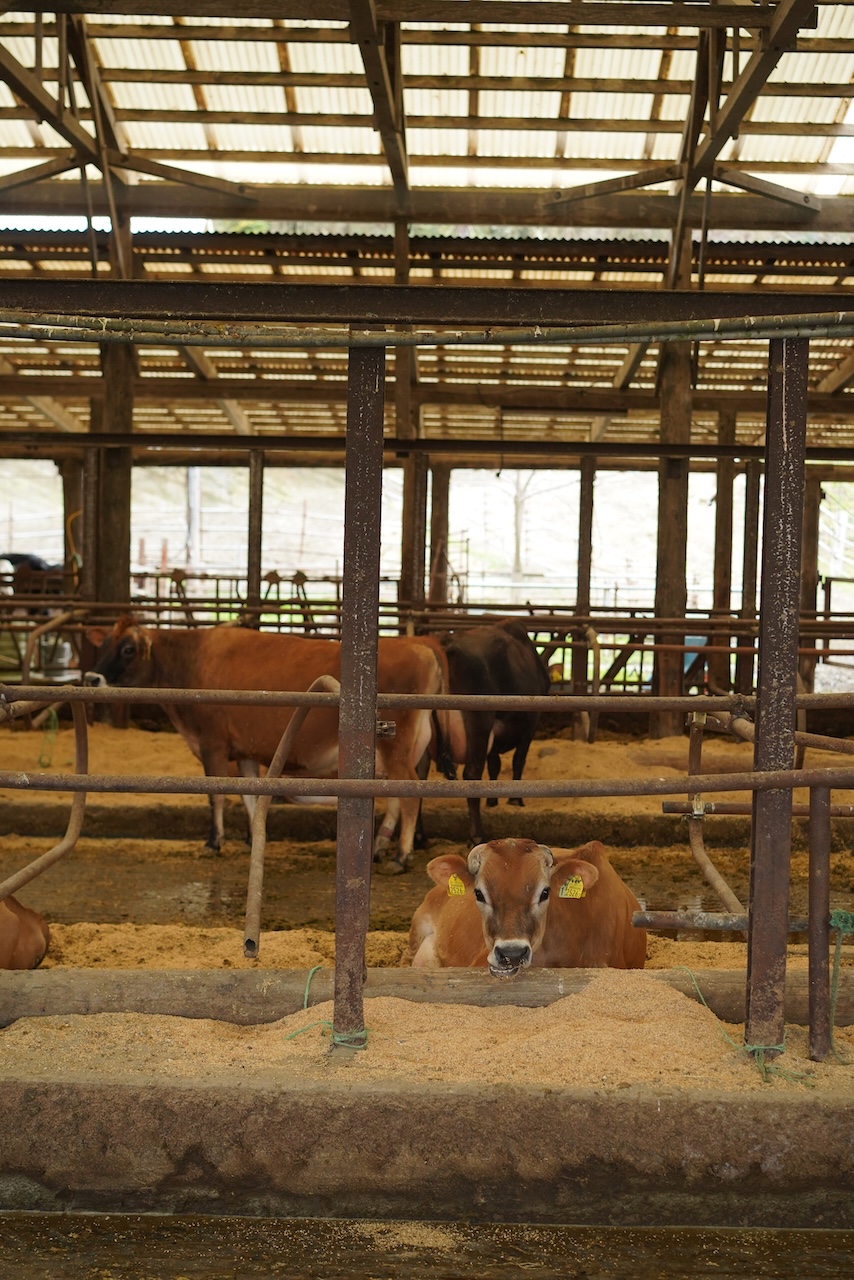 須藤牧場 | 牛乳