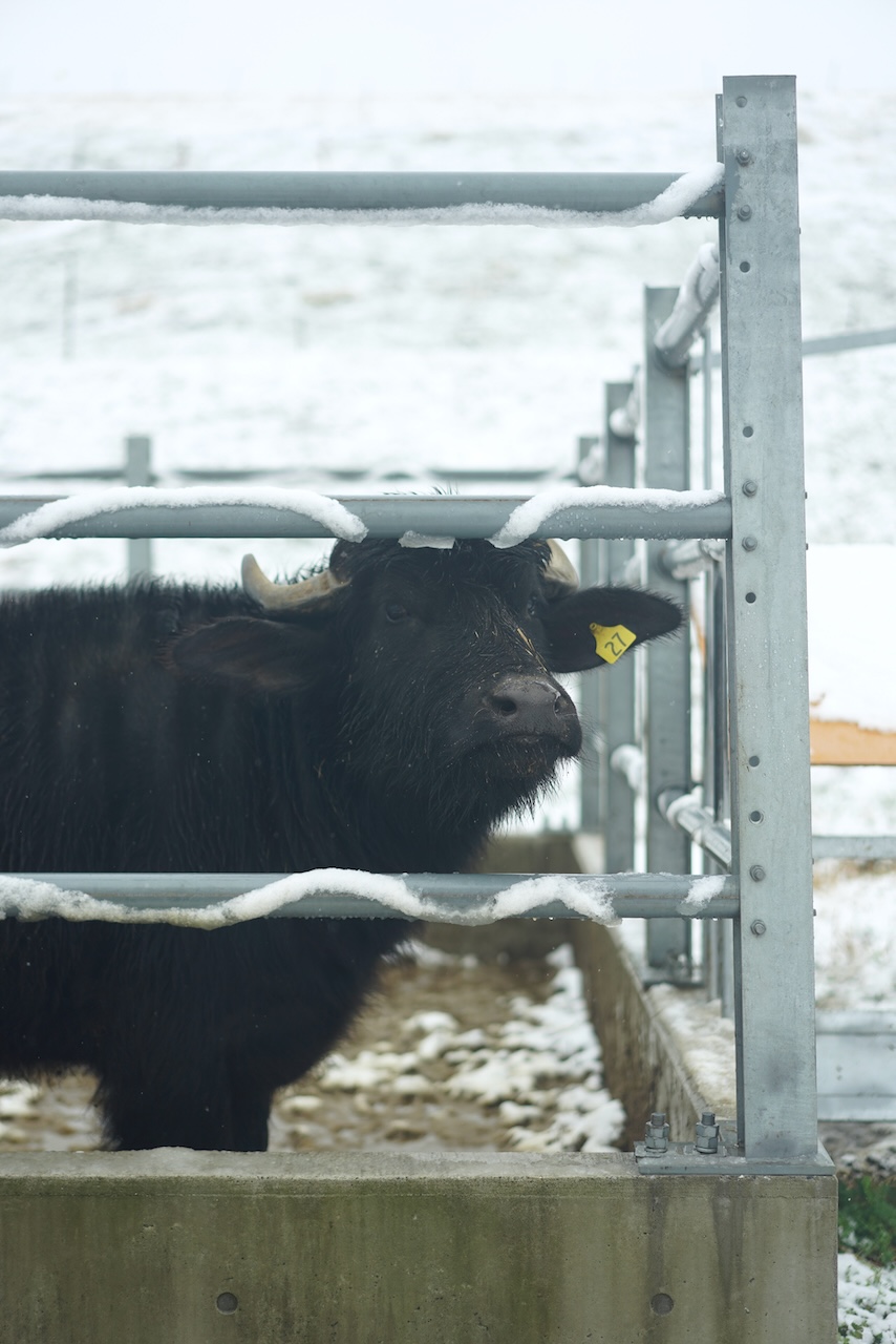 ⽵島モッツァレラ | チーズ