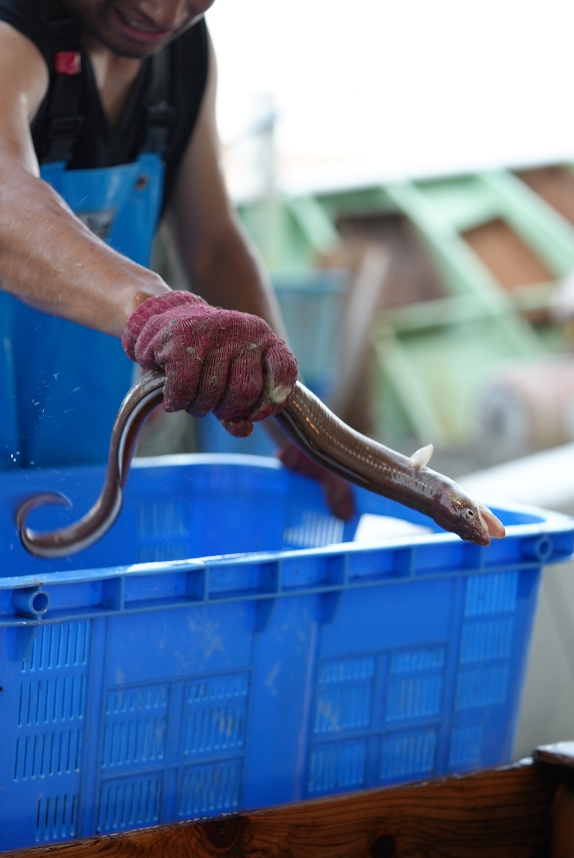 大田水産物地方卸売市場 | 穴子