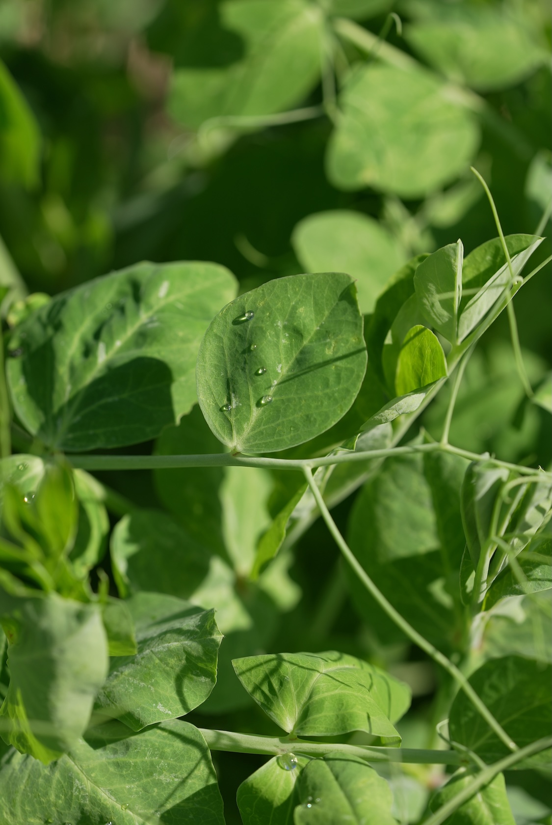 GGファーム | 野菜