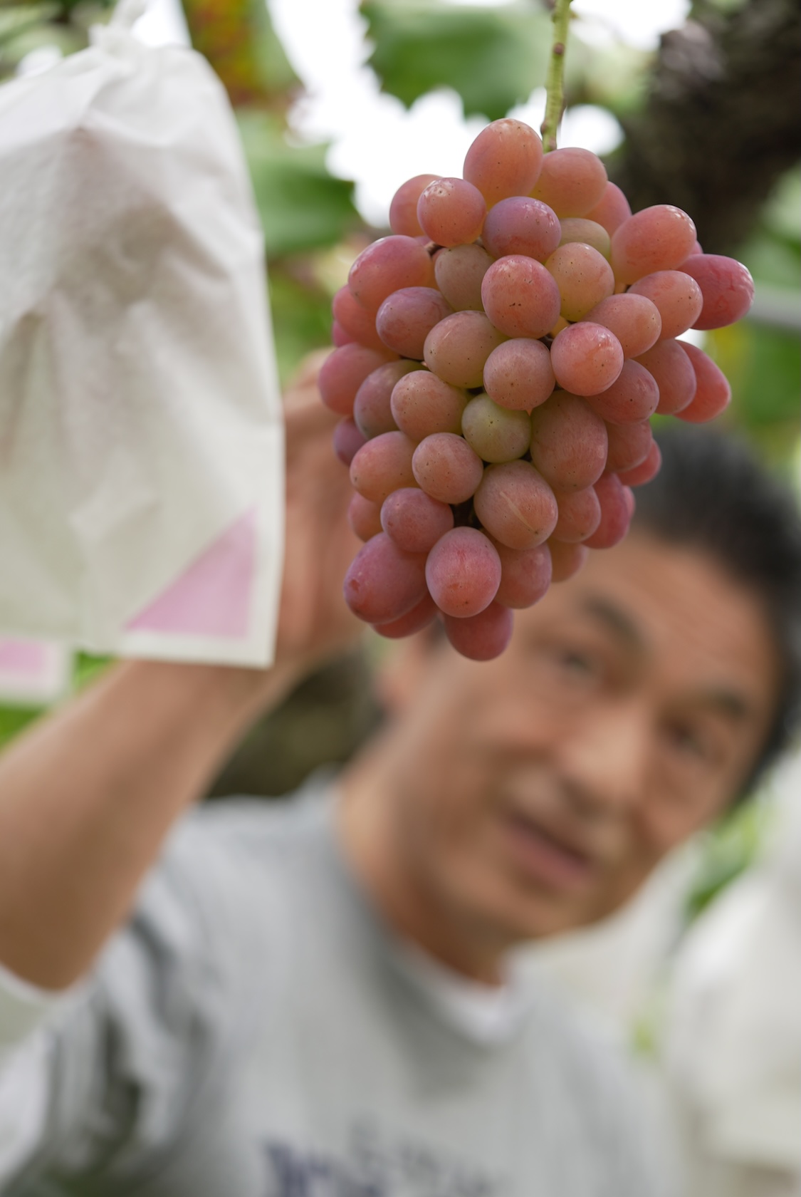 きよとうファーム | シャインマスカット、桃、梨