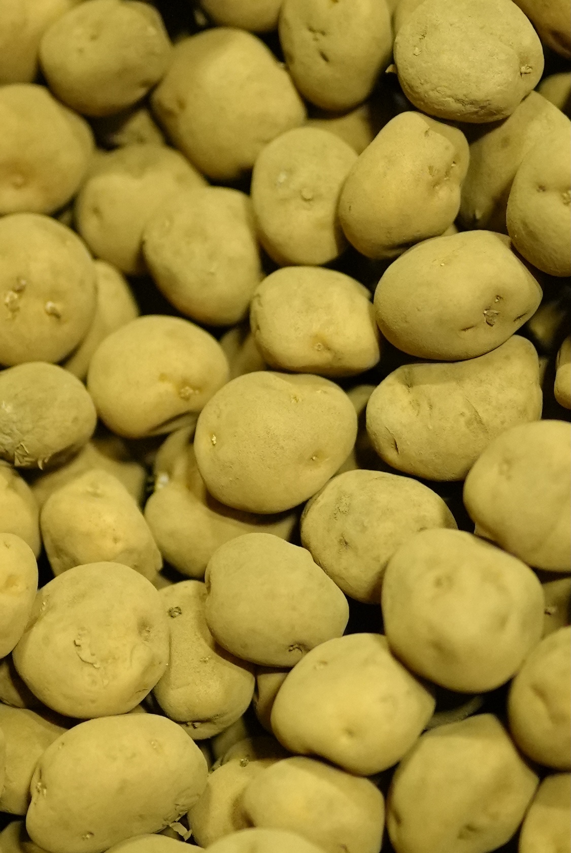 本間松藏商店 | じゃがいも(五四〇)