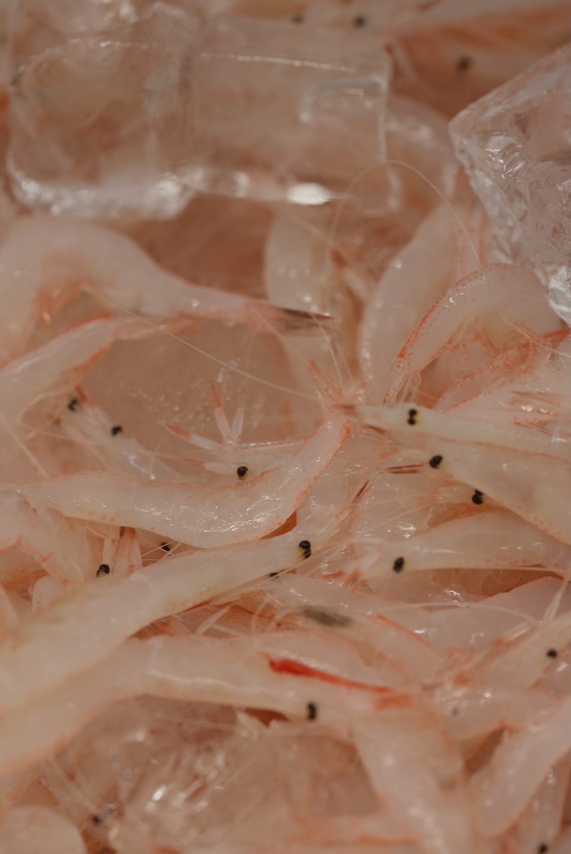 魚河岸 | 白海老