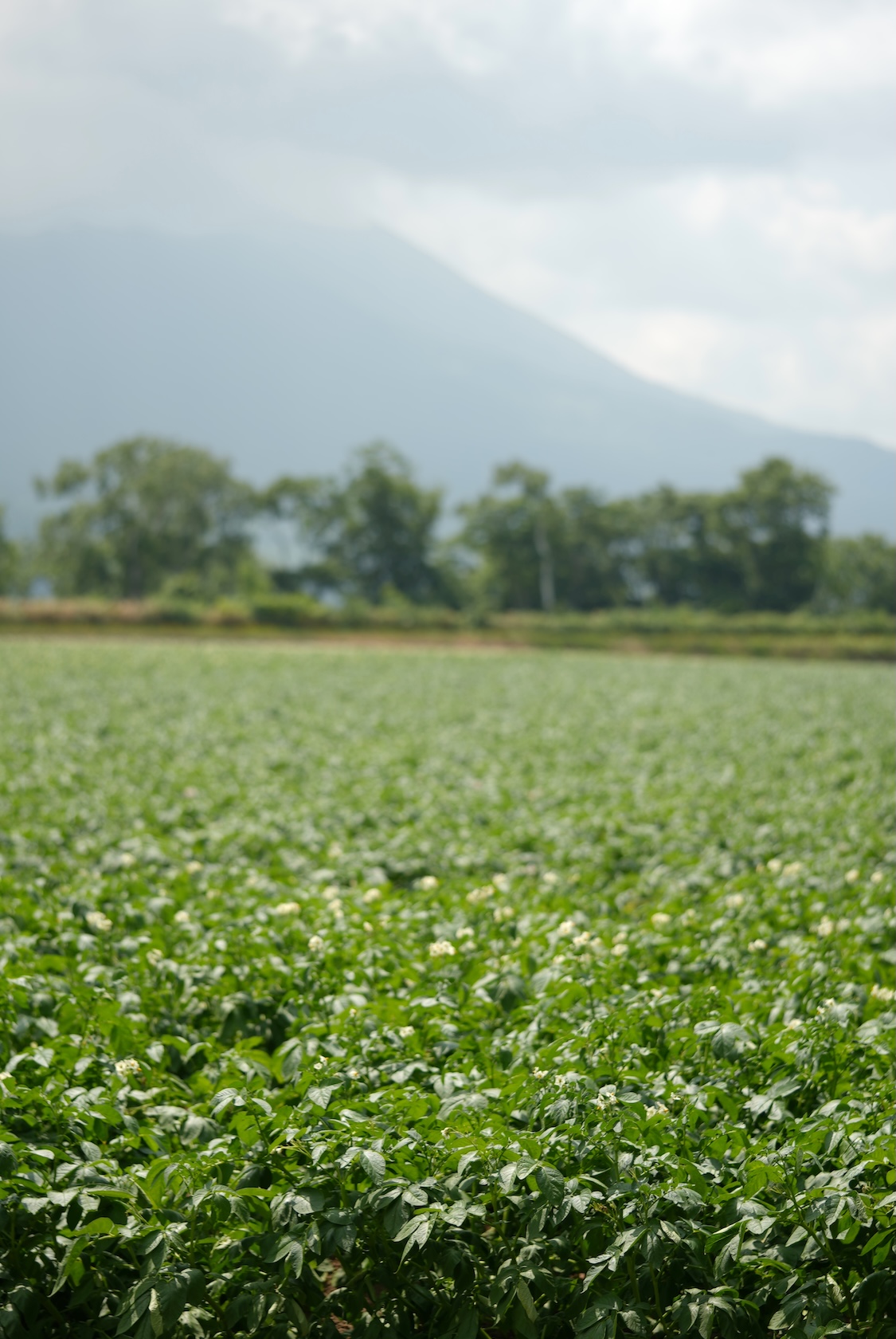 本間松藏商店 | じゃがいも(五四〇)