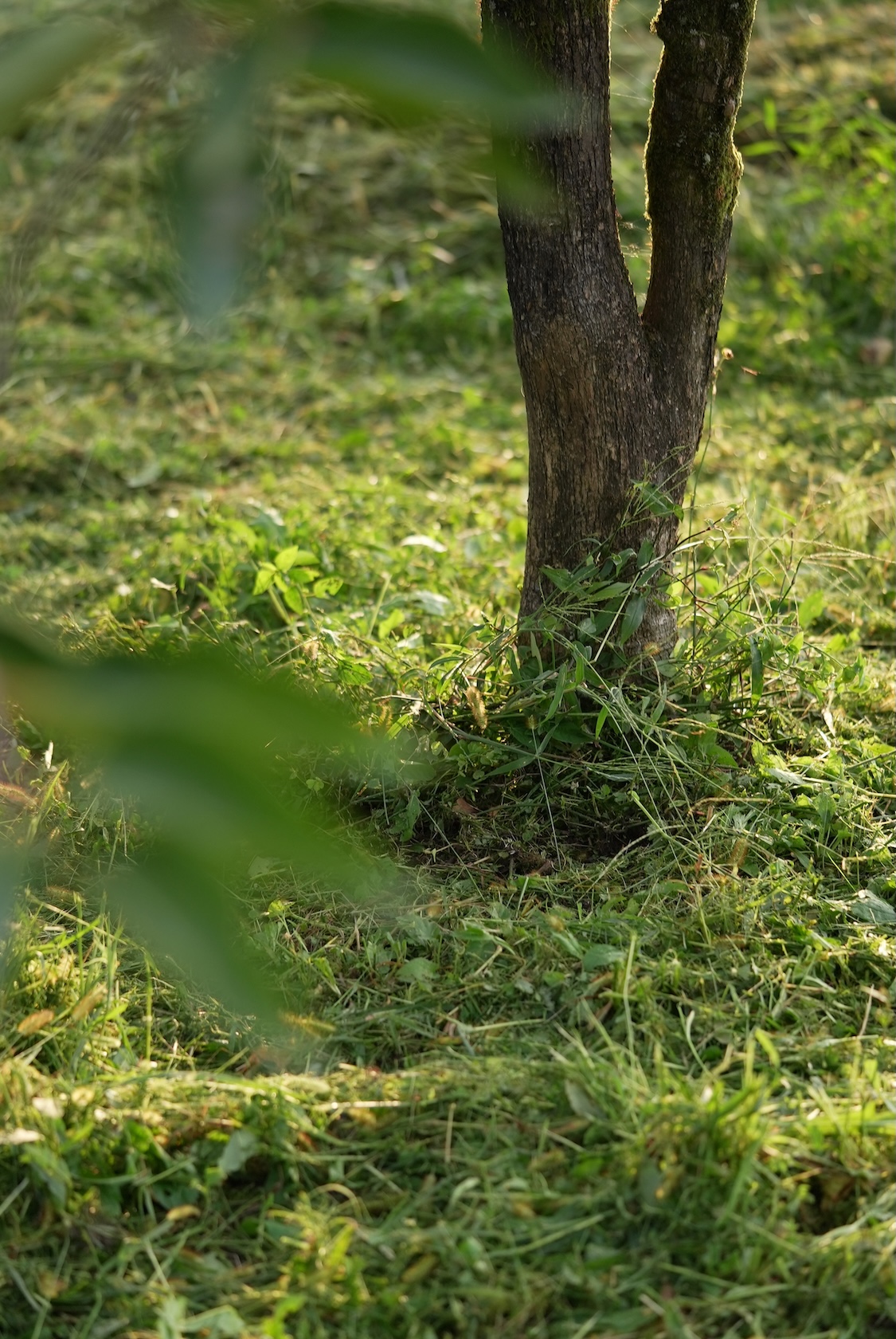 なんとのね | 中量 中品目富山野菜