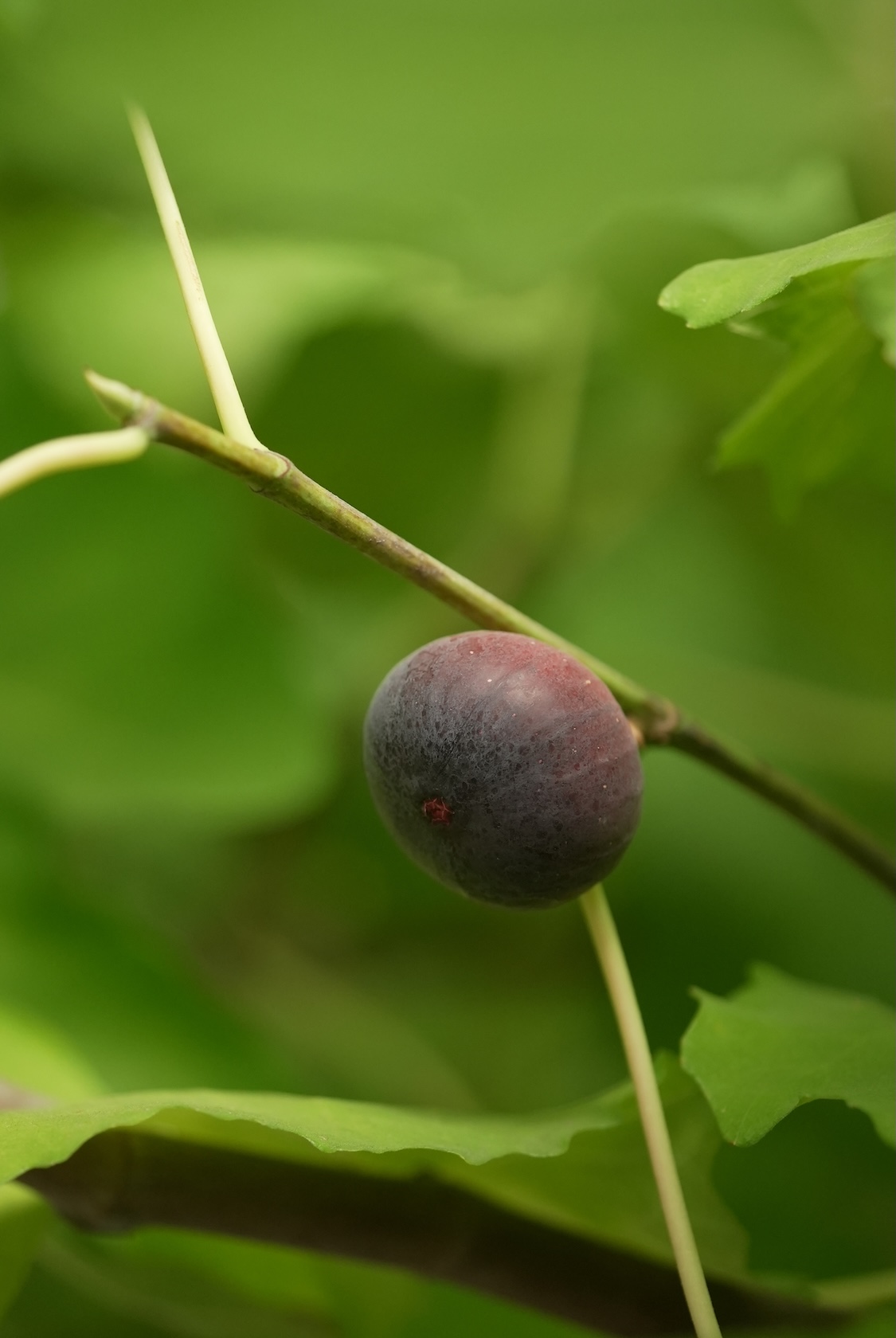 BRIGARDEN | いちじく