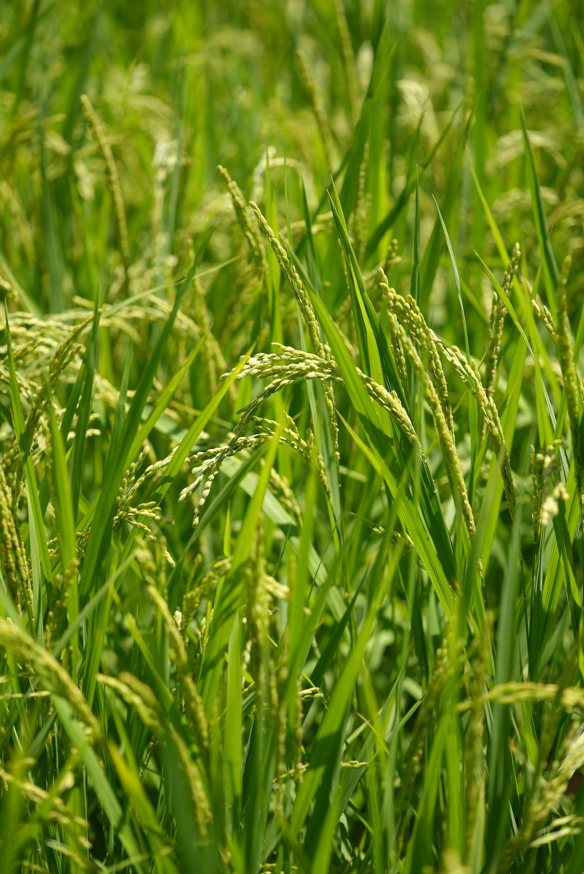 奥出雲仁多米株式会社 | 仁多米