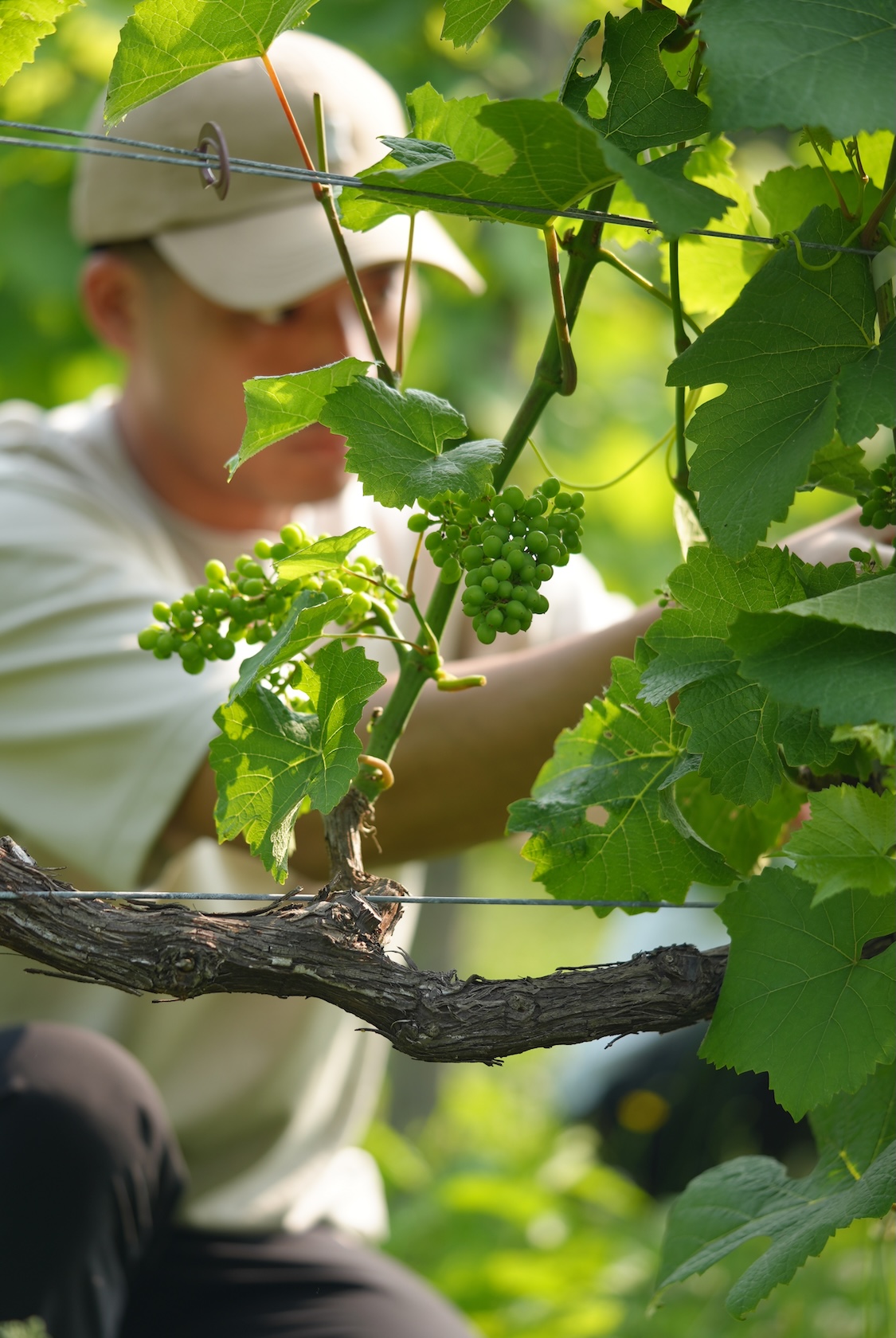 株式会社Vina de oro bodega | ワイン