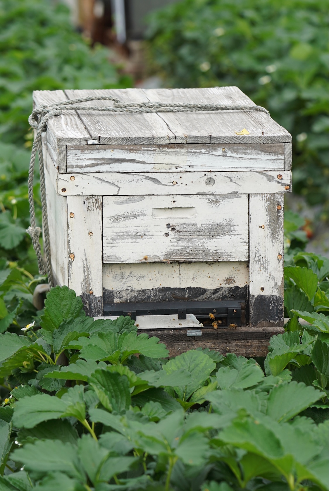 中井農園 | 古都華(ことか)