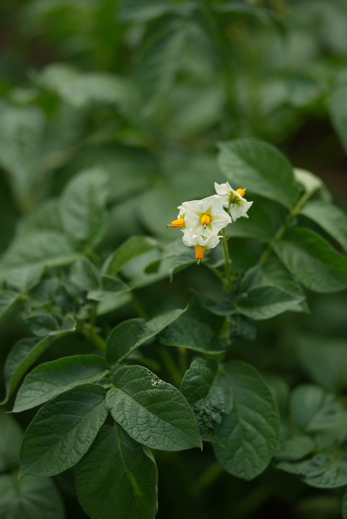 本間松藏商店 | じゃがいも(五四〇)