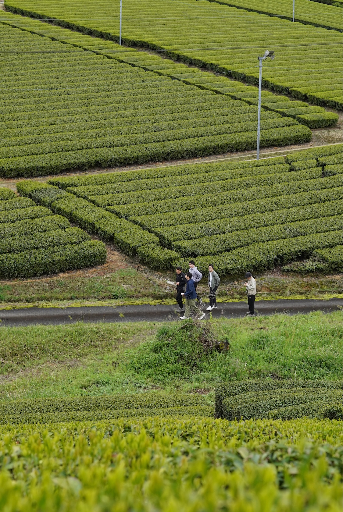 月ヶ瀬健康茶園 | お茶